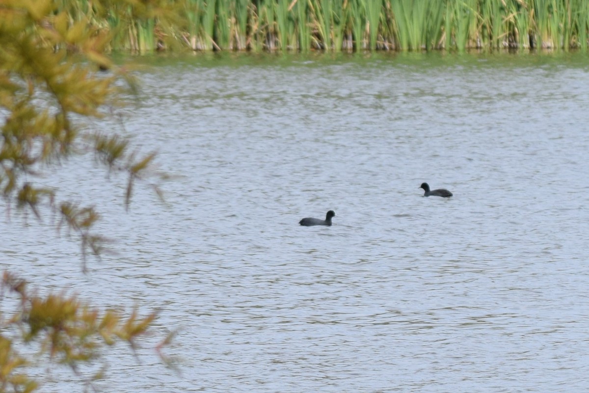 Eurasian Coot - ML311573691