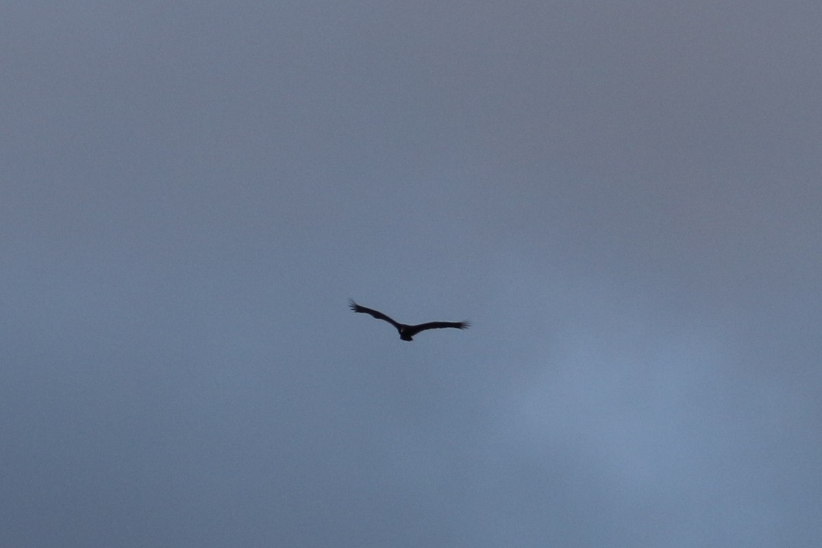 Turkey Vulture - ML311573851