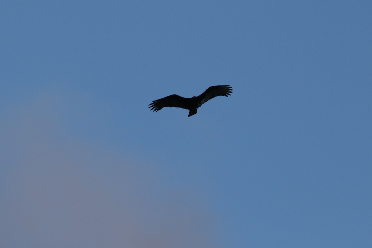 Turkey Vulture - ML311573861