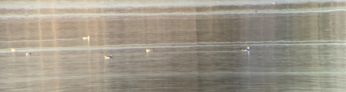 Larinae sp. - ML311573931