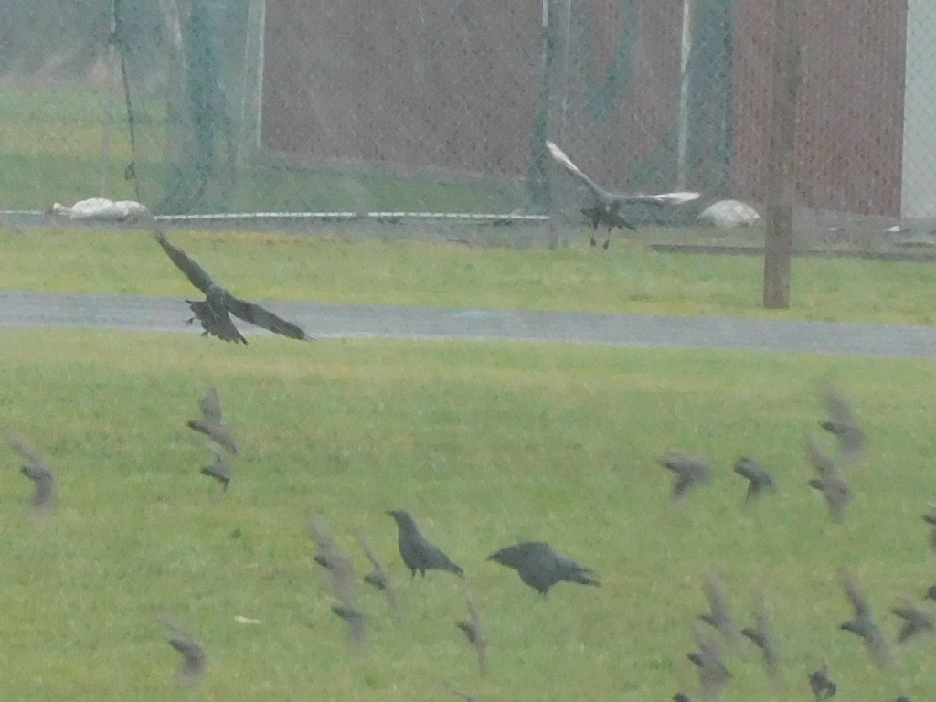 American Crow - ML311574071