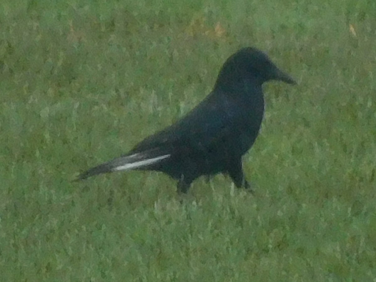 American Crow - ML311574121