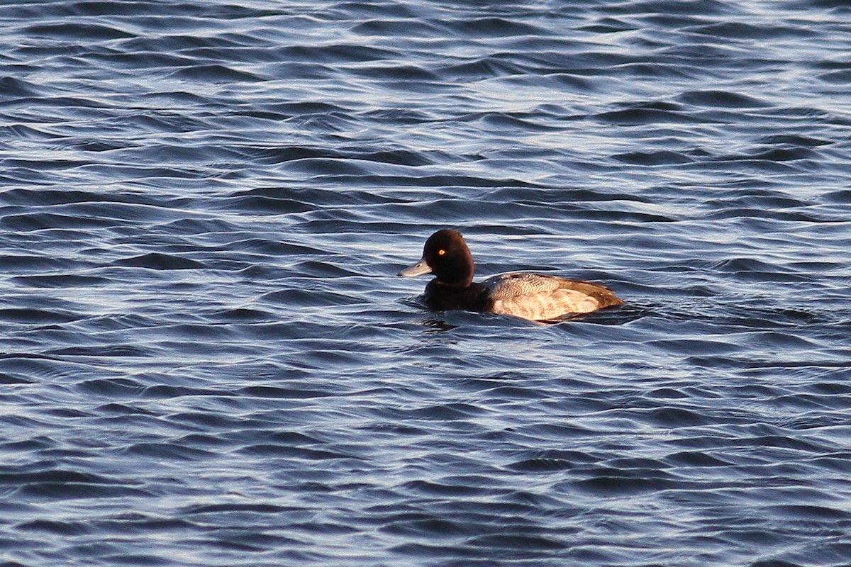 Lesser Scaup - ML311576691