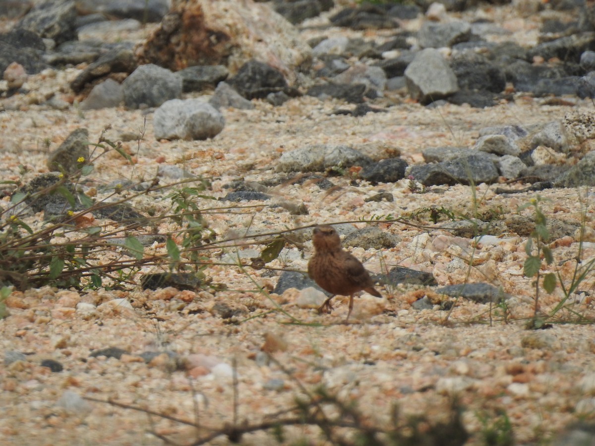 Rufous-tailed Lark - KARTHIKEYAN R
