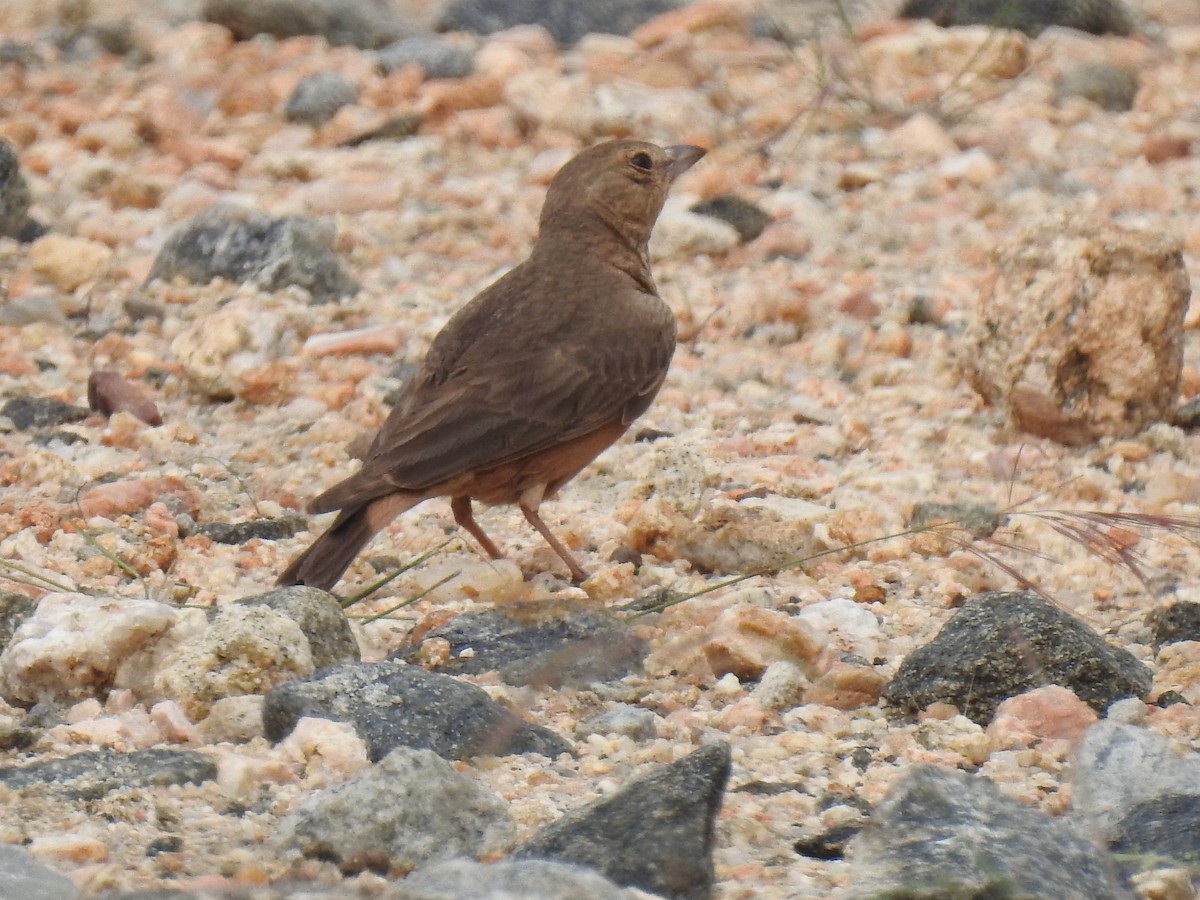 Rufous-tailed Lark - KARTHIKEYAN R