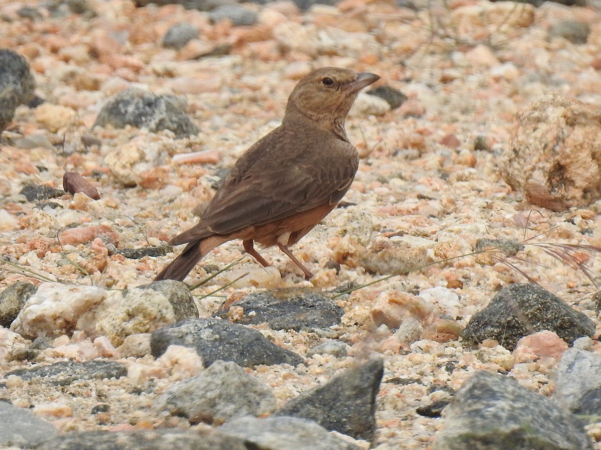 Rufous-tailed Lark - ML311576901