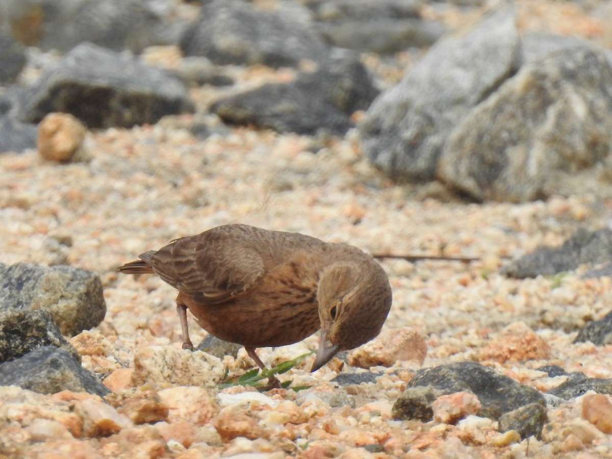 Rufous-tailed Lark - KARTHIKEYAN R