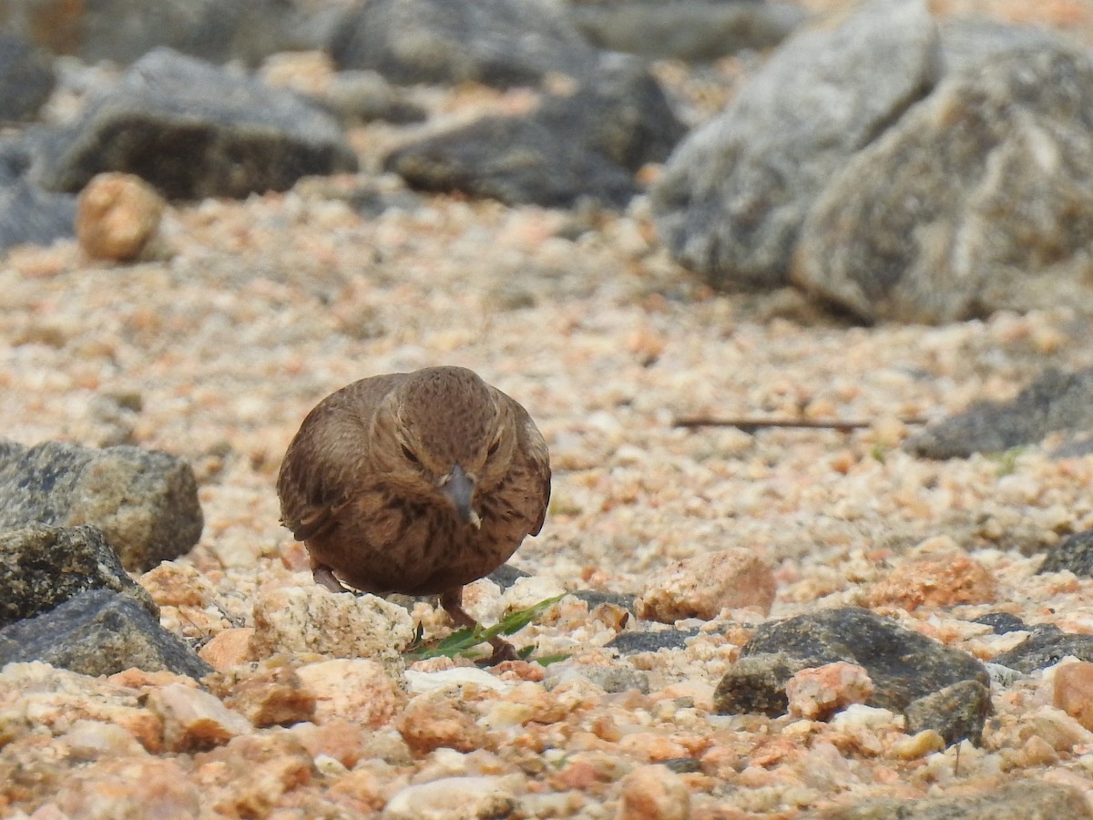 Terrera Colirroja - ML311576961