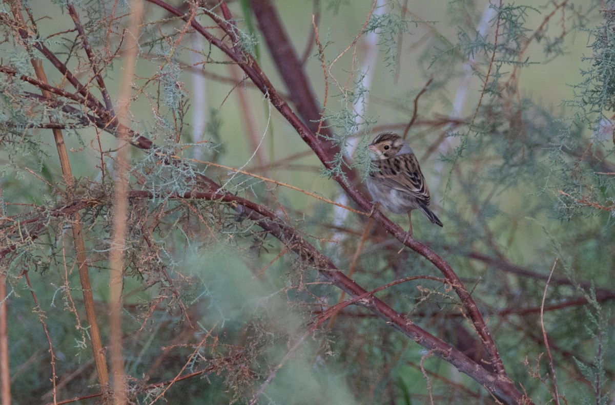 Clay-colored Sparrow - ML311578301