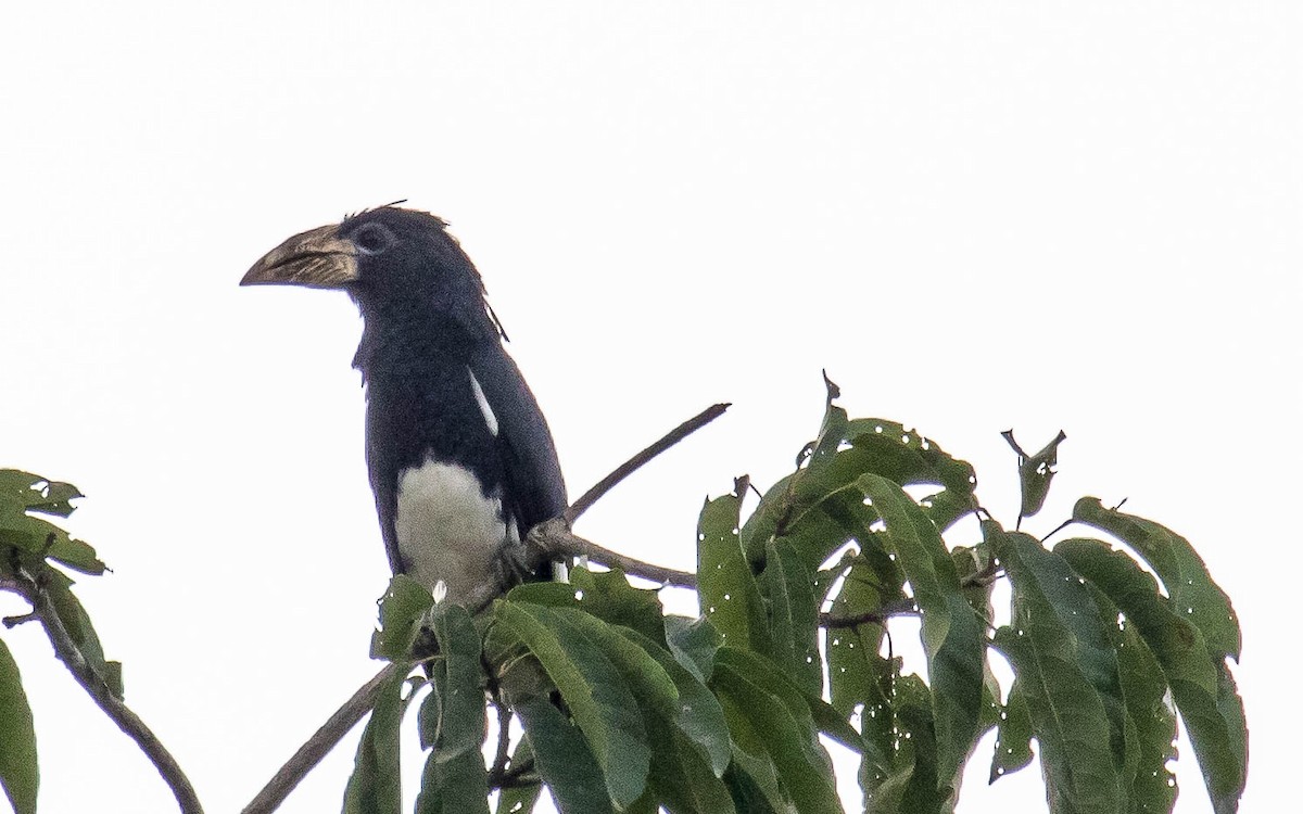 Piping Hornbill - ML311579551