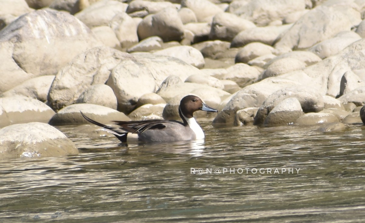 Northern Pintail - ML311583091