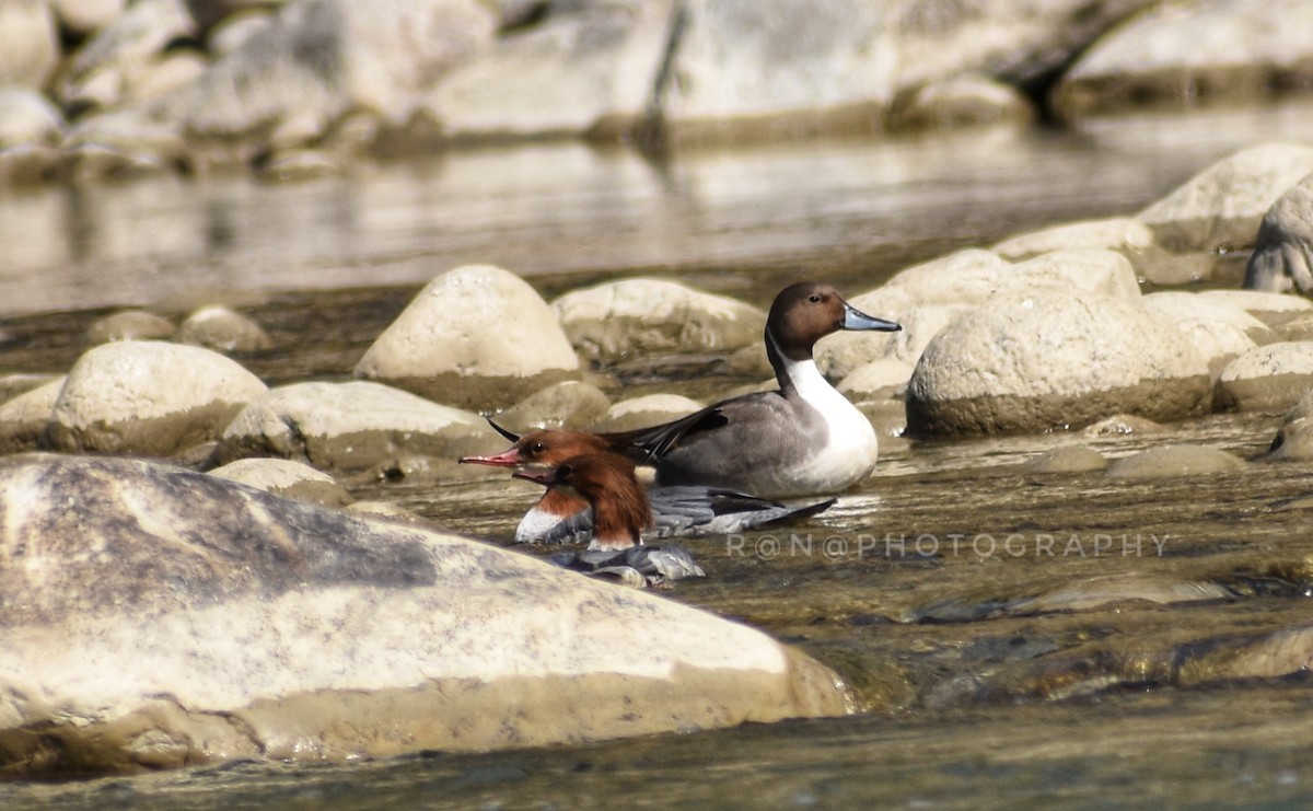 Northern Pintail - ML311583101