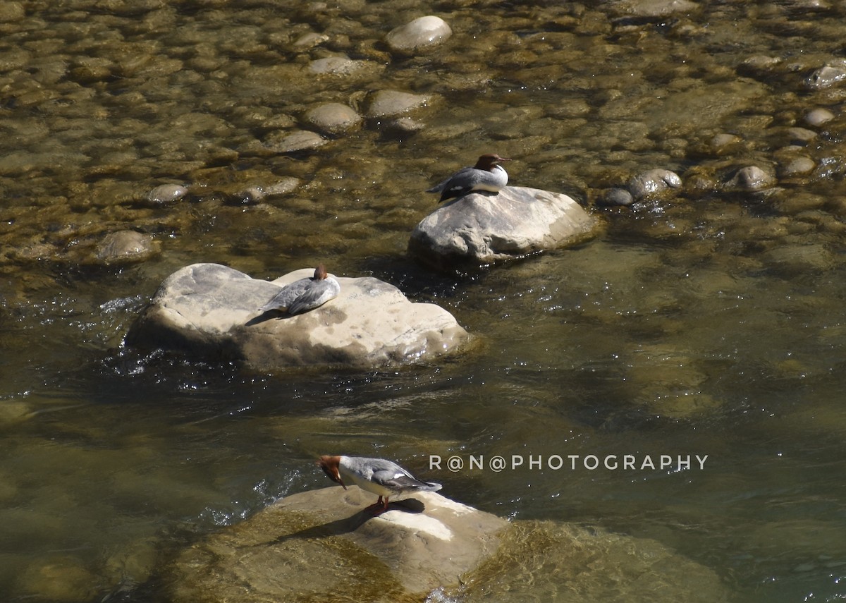 Common Merganser - ML311583121