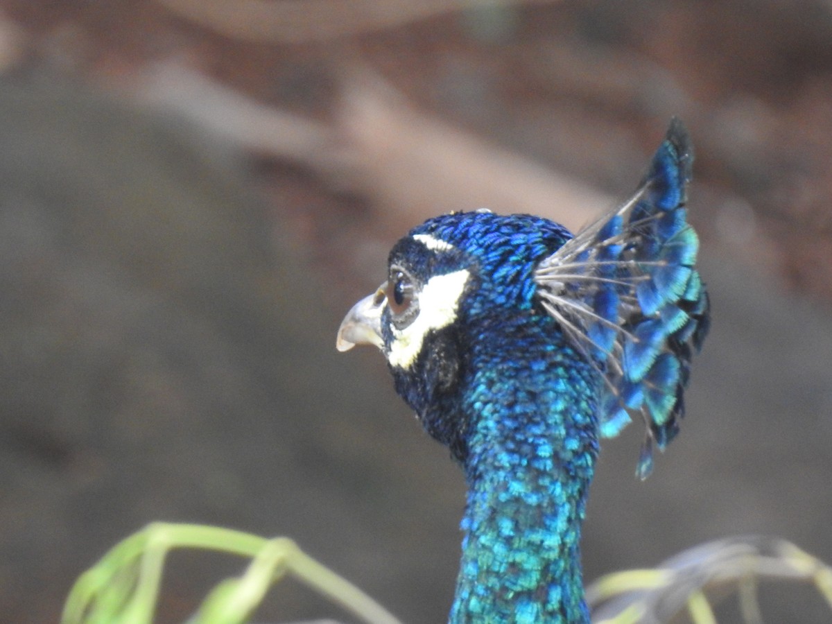 Indian Peafowl - ML311583211