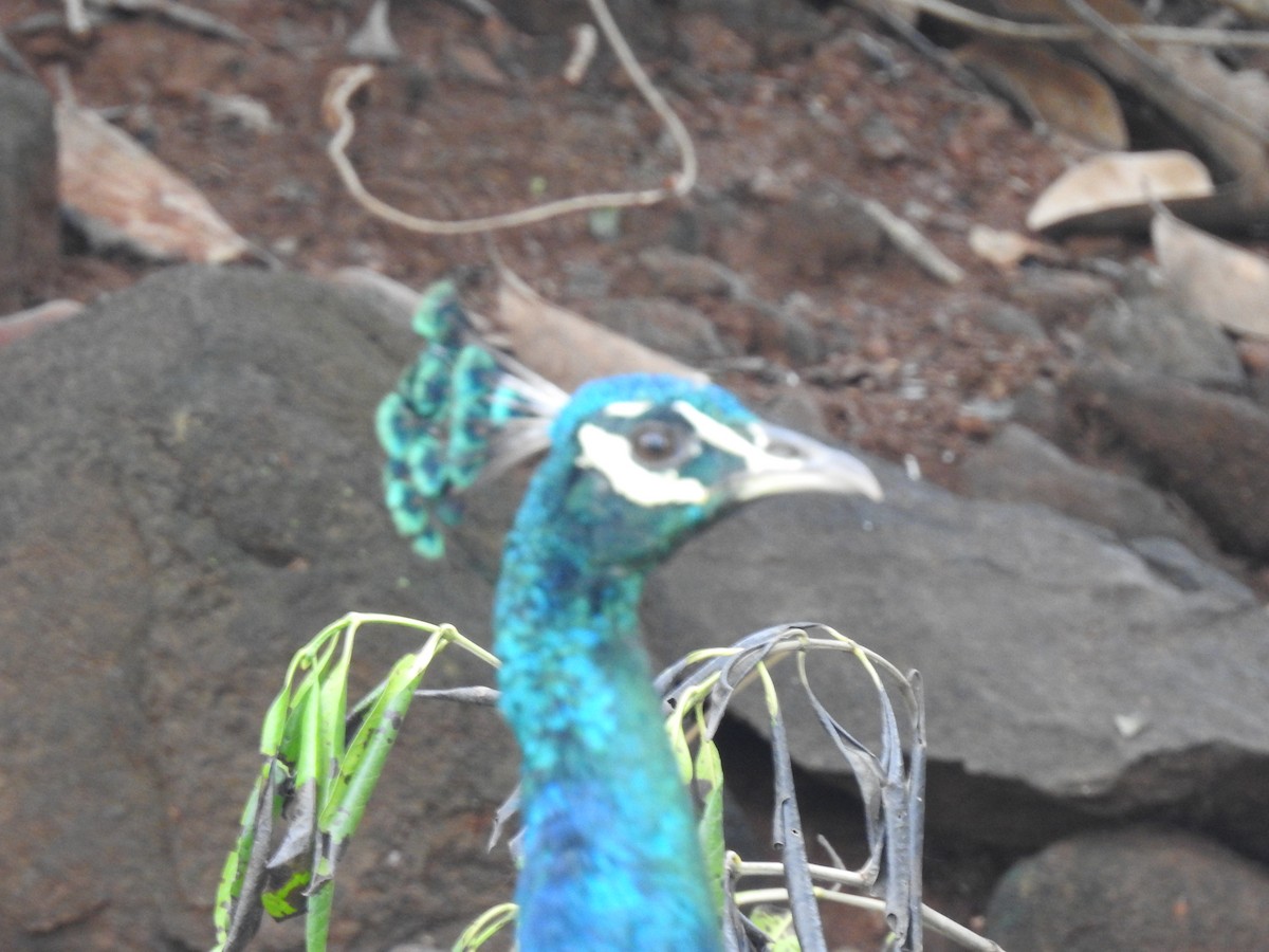 Indian Peafowl - ML311583221