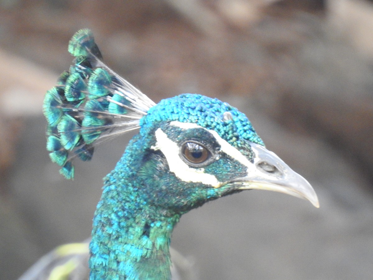 Indian Peafowl - ML311583231