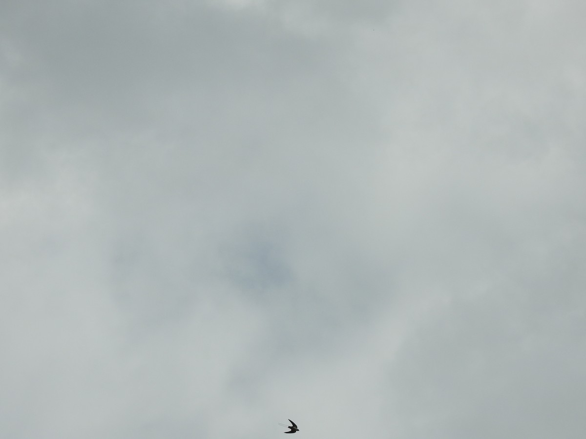 Wire-tailed Swallow - ML311583261