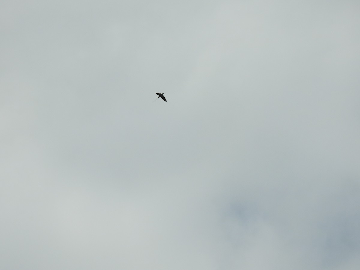 Wire-tailed Swallow - ML311583271