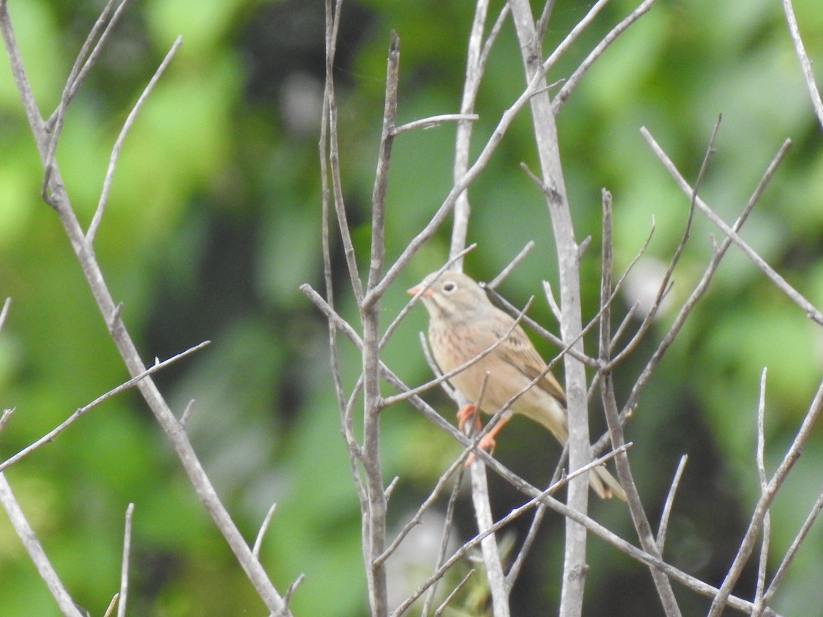 Gray-necked Bunting - KARTHIKEYAN R