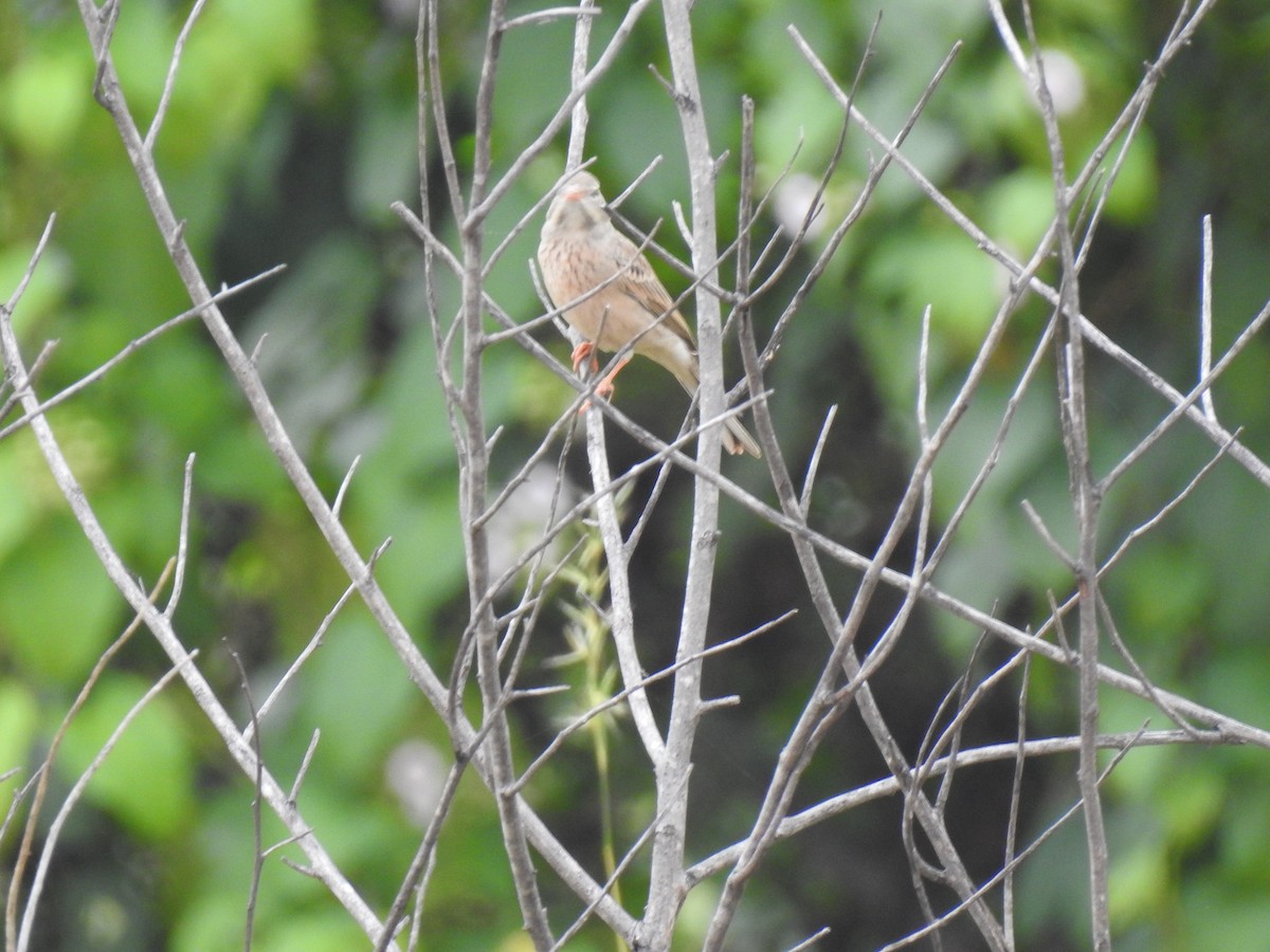 Gray-necked Bunting - KARTHIKEYAN R