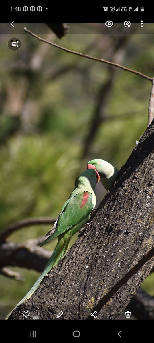 Alexandrine Parakeet - ML311583531