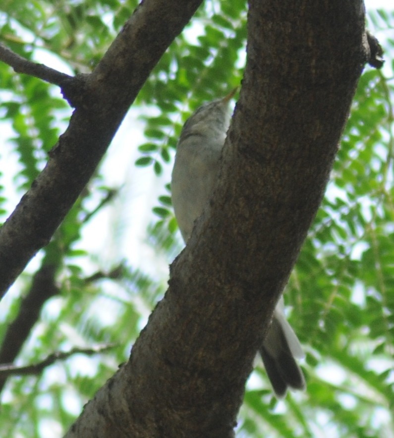 Eastern Olivaceous Warbler - Victor Ikawa