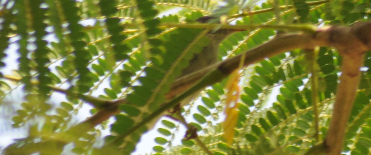 Eastern Olivaceous Warbler - ML311585351