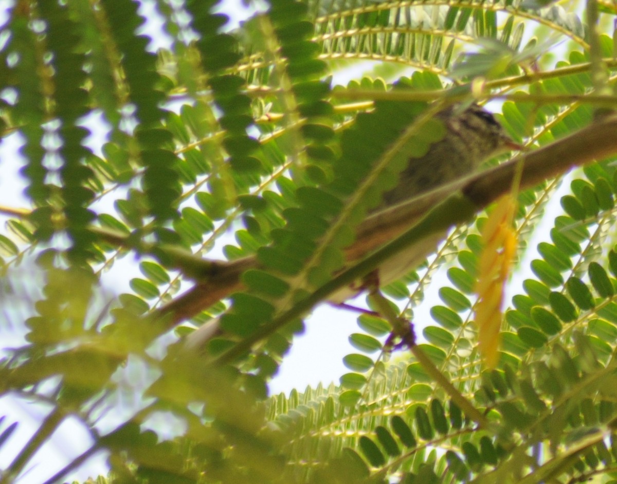 Eastern Olivaceous Warbler - ML311585381