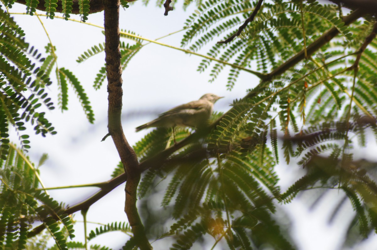 Eastern Olivaceous Warbler - ML311585421