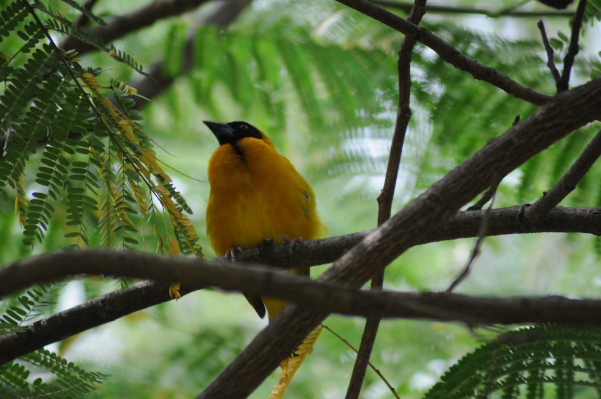 Village Weaver - ML311585561