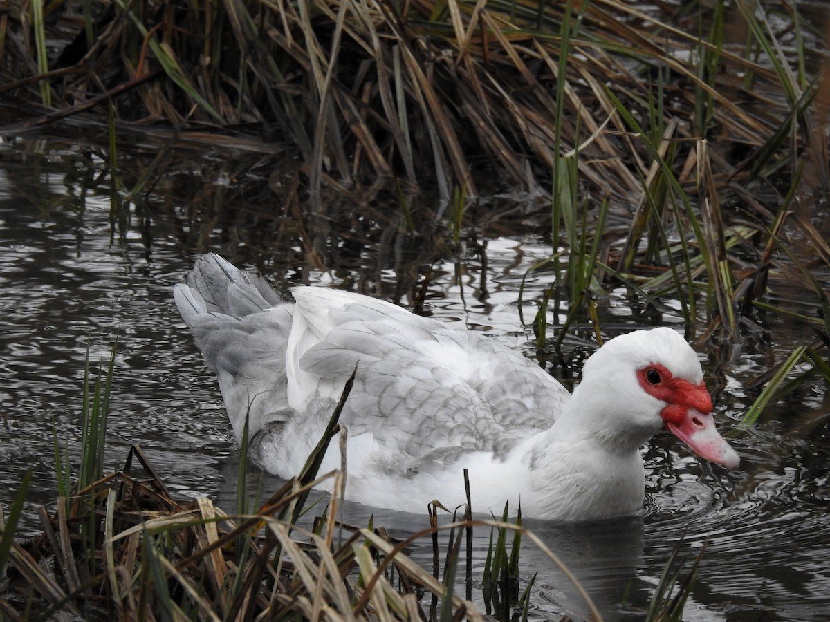 Muscovy Duck (Domestic type) - Miguel A.  Pinto Cebrián