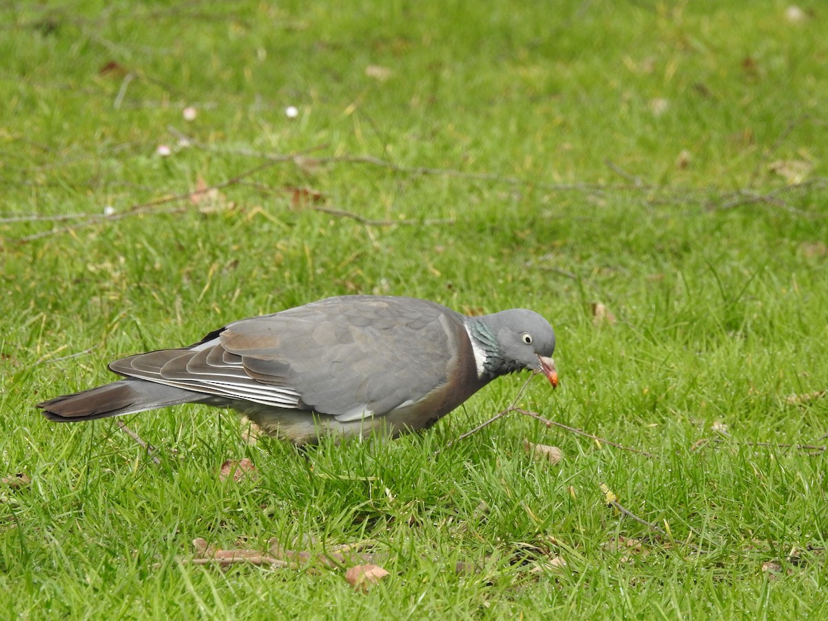 Common Wood-Pigeon - Miguel A.  Pinto Cebrián