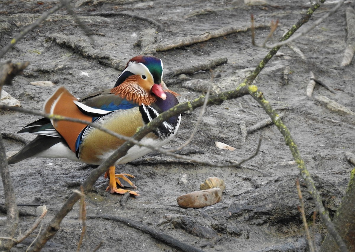 Mandarin Duck - Miguel A.  Pinto Cebrián