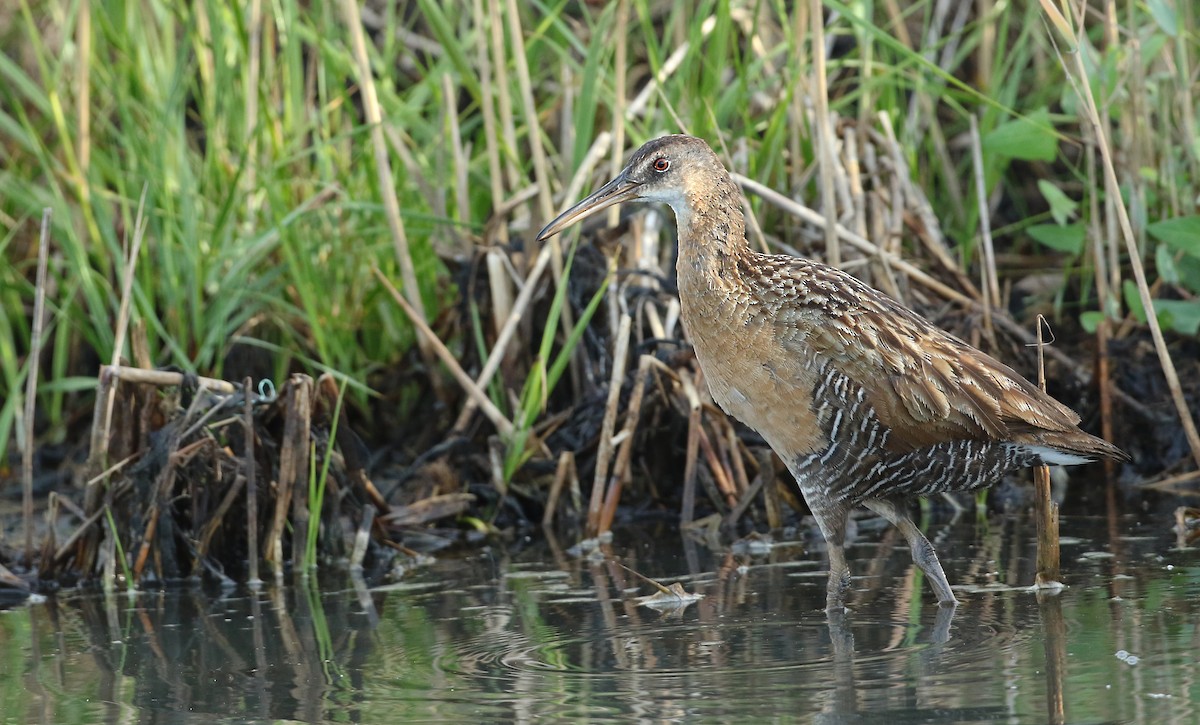King Rail - Luke Seitz