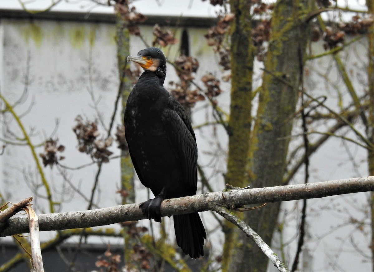 Great Cormorant - Miguel A.  Pinto Cebrián