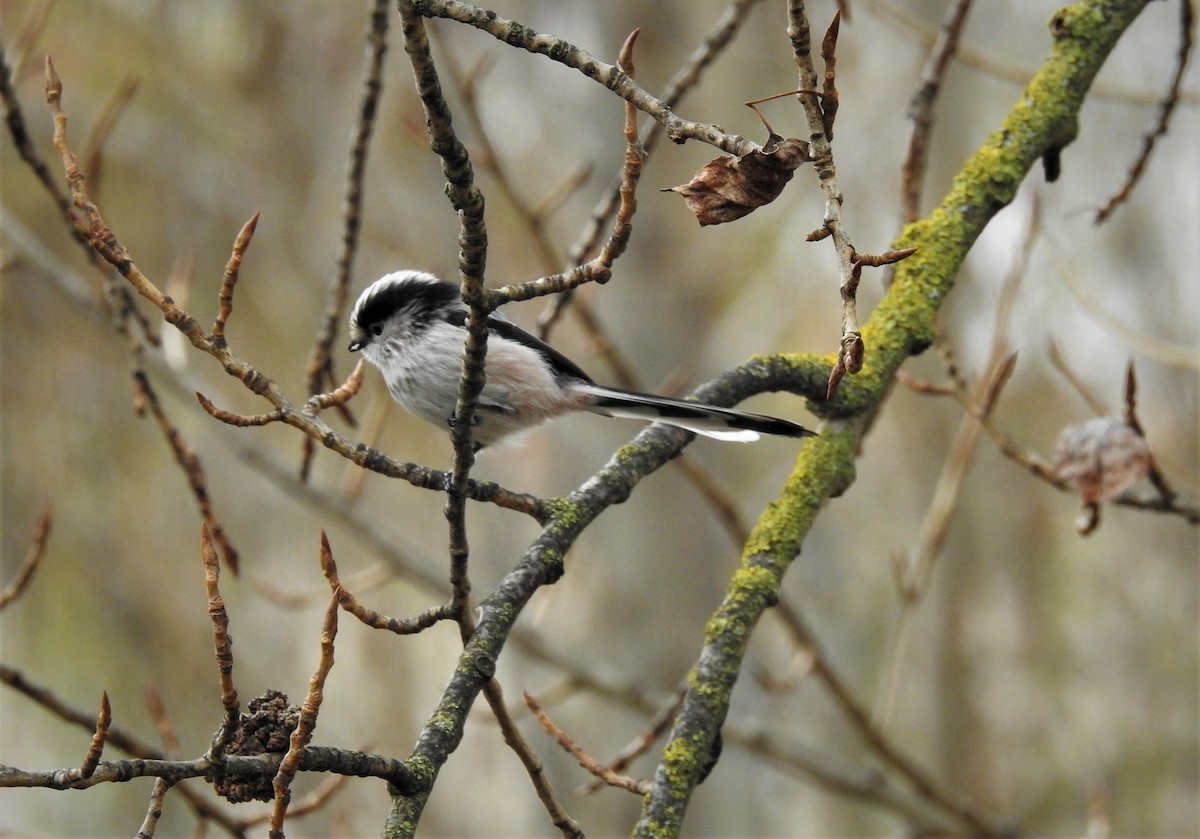 Long-tailed Tit - Miguel A.  Pinto Cebrián