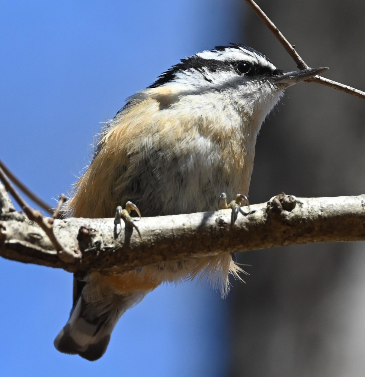 Red-breasted Nuthatch - ML311588571