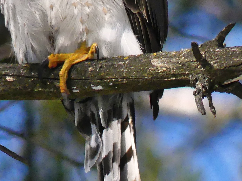 Cooper's Hawk - ML311590591