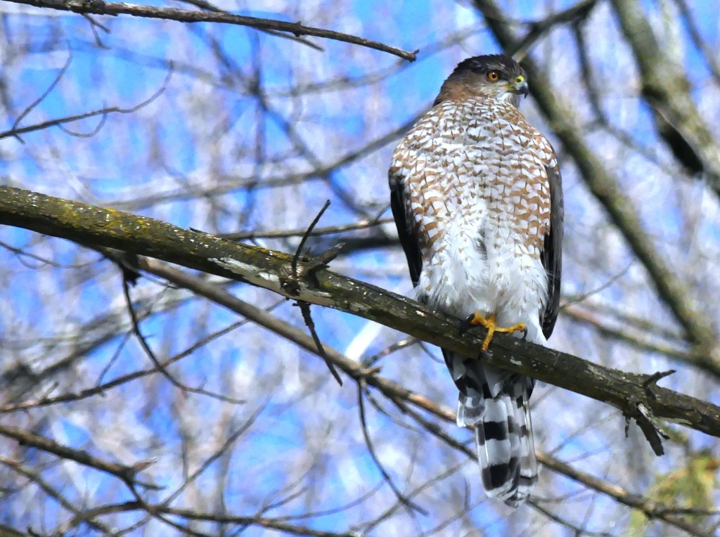 Cooper's Hawk - ML311590601