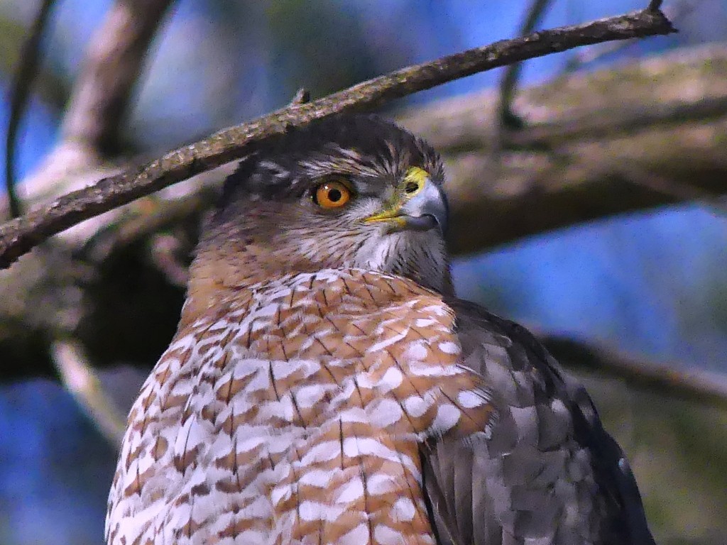 Cooper's Hawk - ML311590611