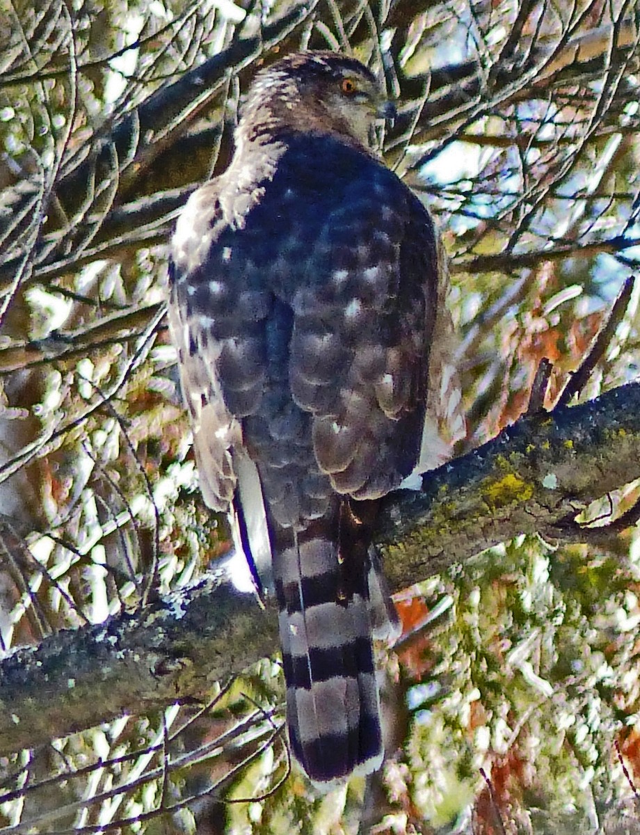 Cooper's Hawk - ML311590621