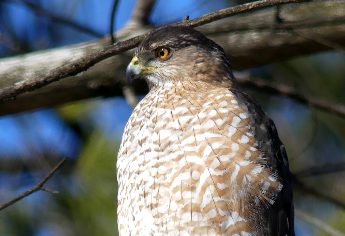 Cooper's Hawk - ML311590641