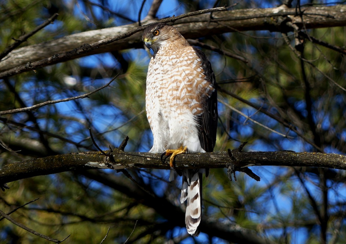 Cooper's Hawk - ML311590651