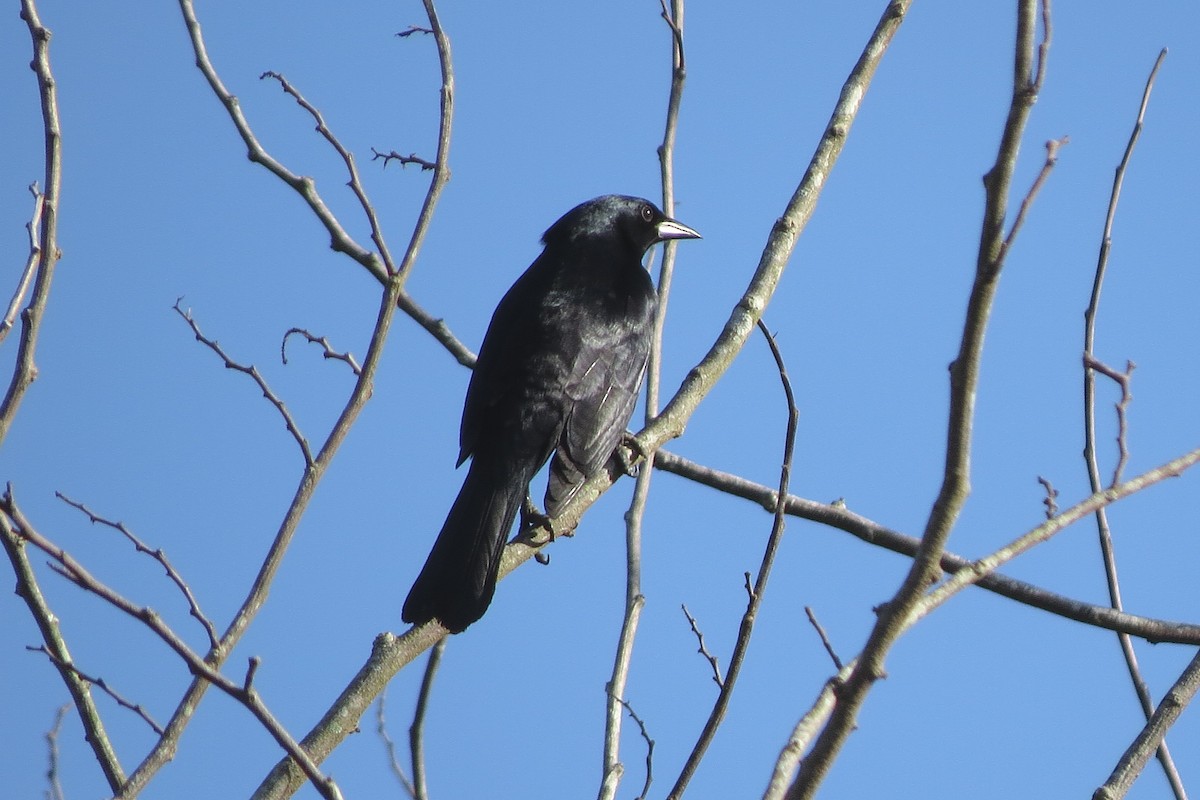 Cuban Blackbird - Chi-Lien (綺蓮) Hsueh (薛)