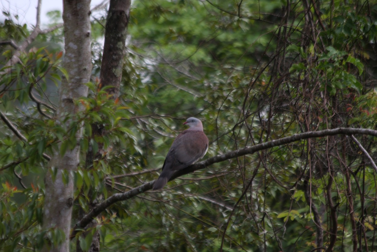 Mountain Imperial-Pigeon - ML311595481