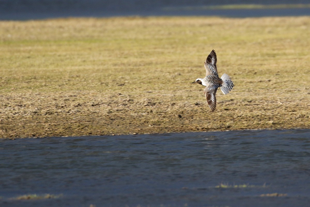 Black-bellied Plover - ML31159581