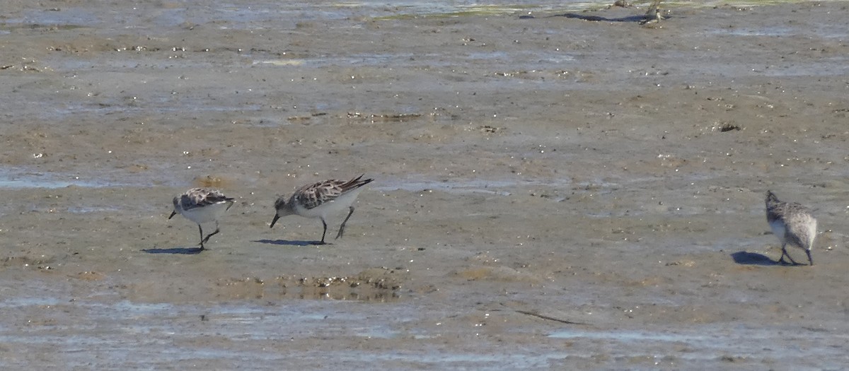 Red-necked Stint - ML311598321