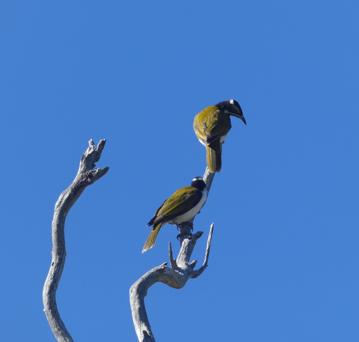 Blue-faced Honeyeater - ML311599801