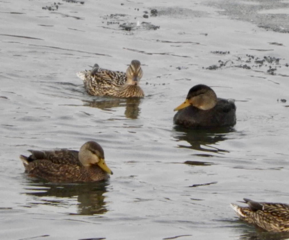 American Black Duck - Lois Rockhill