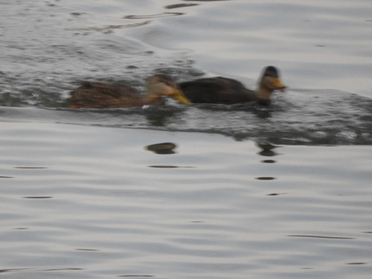 American Black Duck - ML311600081